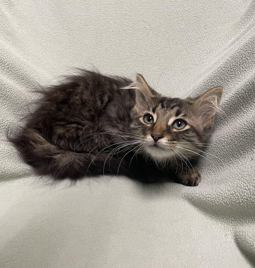 Pearl, an adoptable Domestic Long Hair in Jackson, MI image 4/6