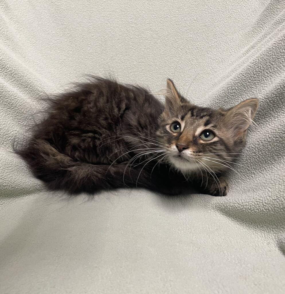 Pearl, an adoptable Domestic Long Hair in Jackson, MI image 3/6