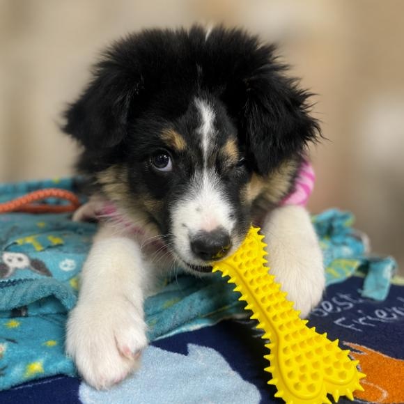 Enlarge T-Bear, an adopted Australian Shepherd in Naperville, IL image 2/3