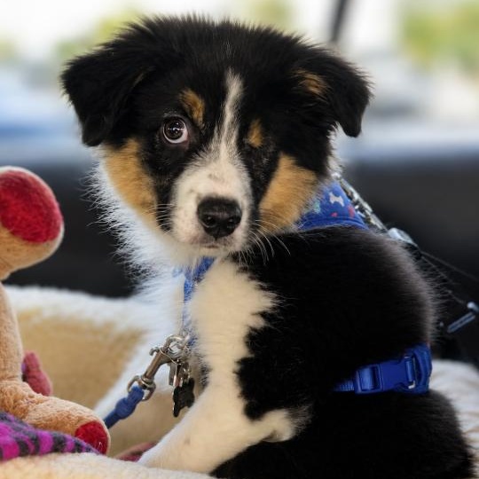 T-Bear, adopted, Puppy Male Australian Shepherd.