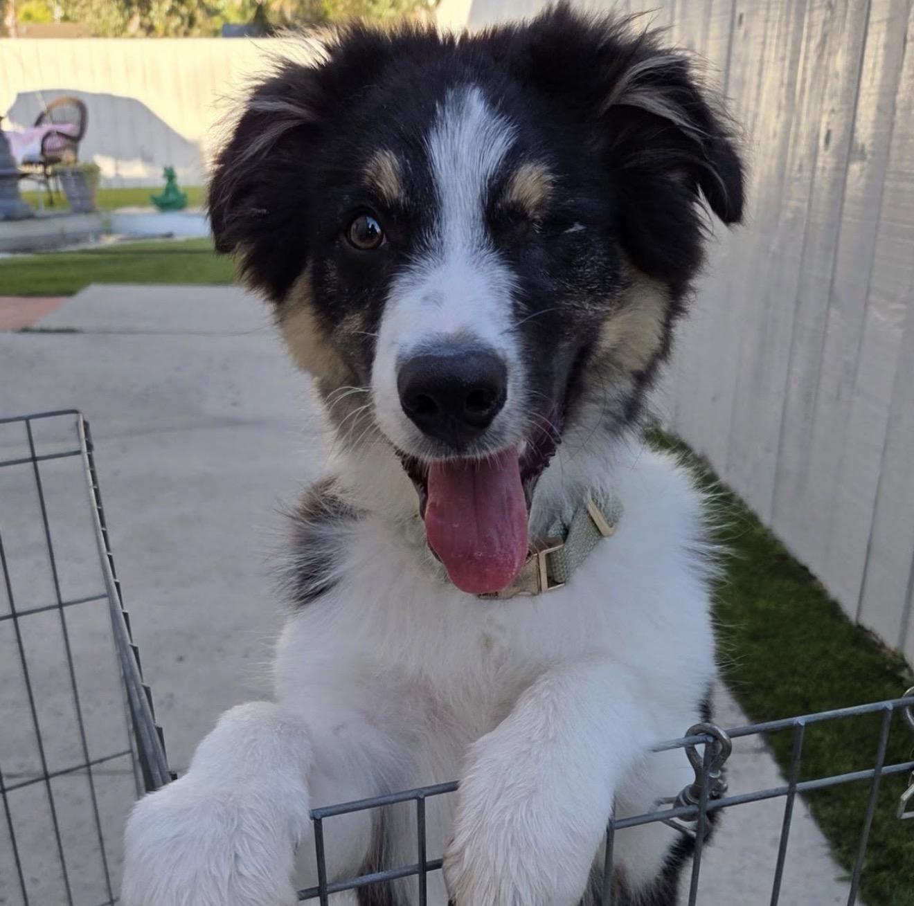 T-Bear, an adoptable Australian Shepherd in Naperville, IL image 1/4