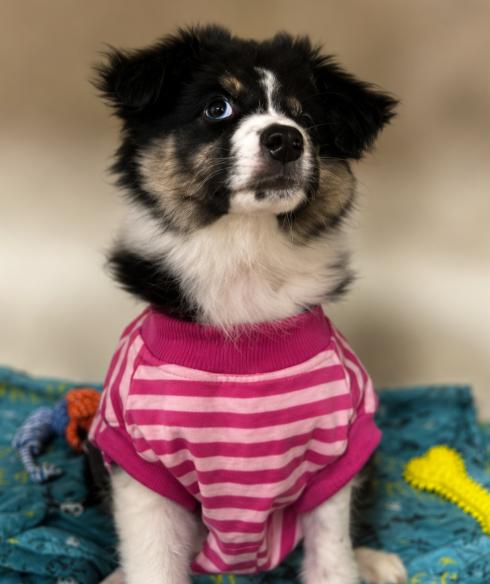 Enlarge T-Bear, an adopted Australian Shepherd in Naperville, IL image 3/3