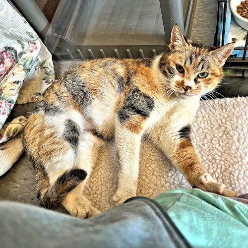 Lady Marmalade, a Adoptable Calico in Rutherfordton, NC image 1/3