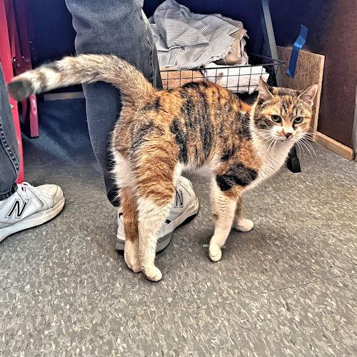 Lady Marmalade, a Adoptable Calico in Rutherfordton, NC image 2/3