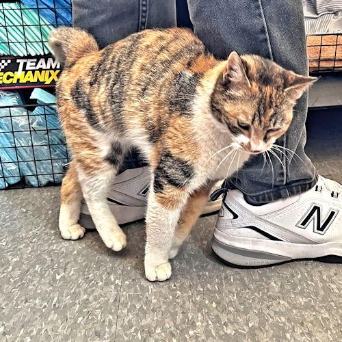 Lady Marmalade, a Adoptable Calico in Rutherfordton, NC image 3/3