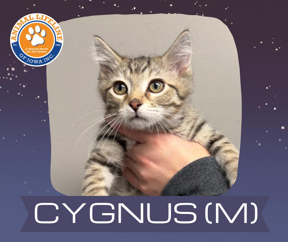 Enlarge Cygnus , a ADOPTABLE Domestic Short Hair in Des Moines, IA image 1/3