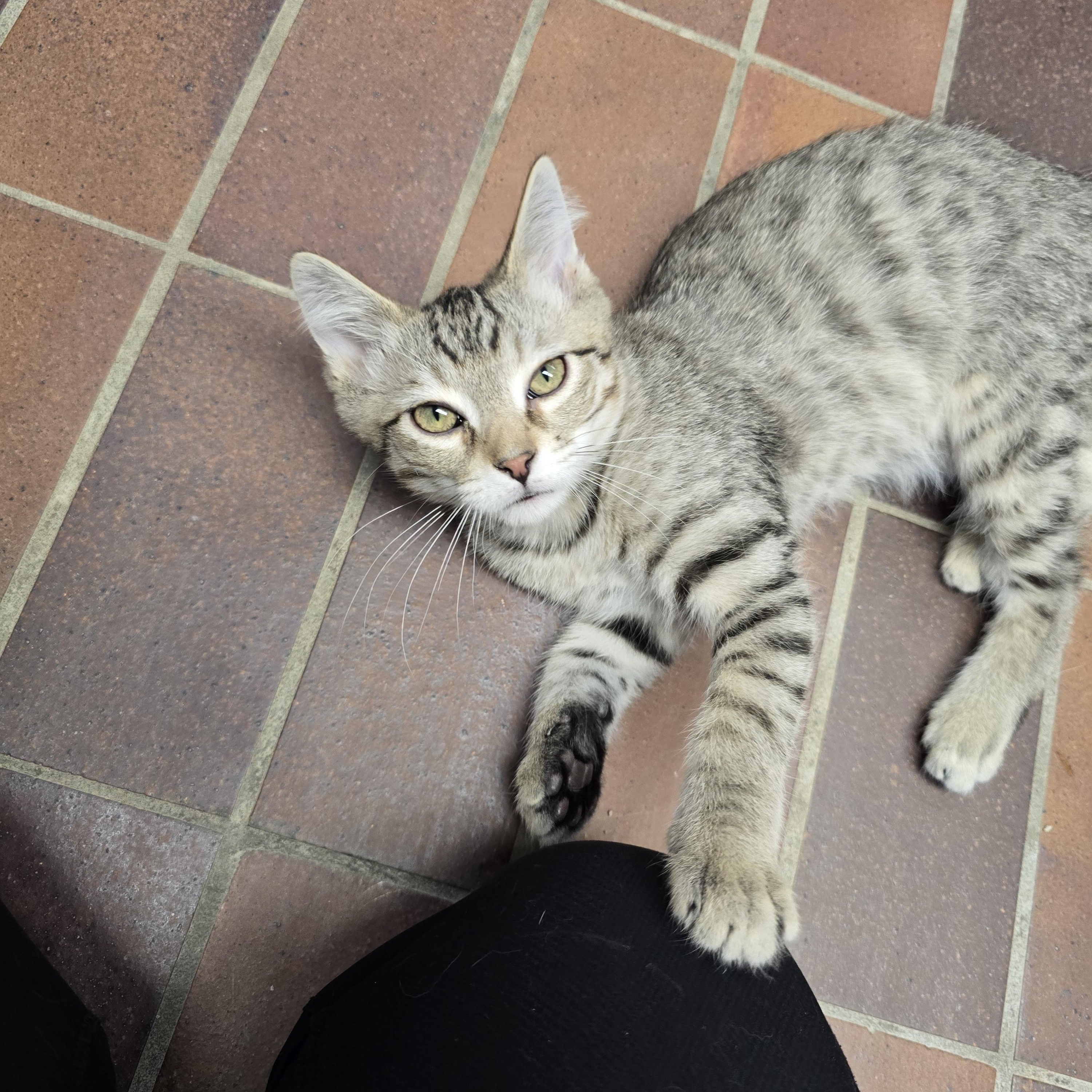 Enlarge Cygnus , a ADOPTABLE Domestic Short Hair in Des Moines, IA image 2/3