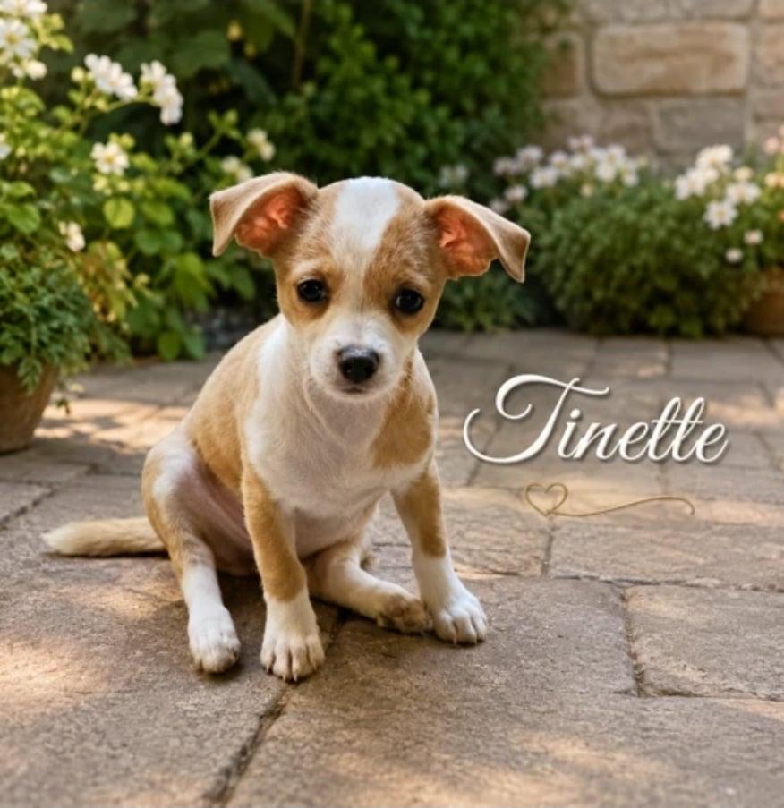 Enlarge Tinette, a Adoptable mixed breed in Morganville, NJ image 2/2