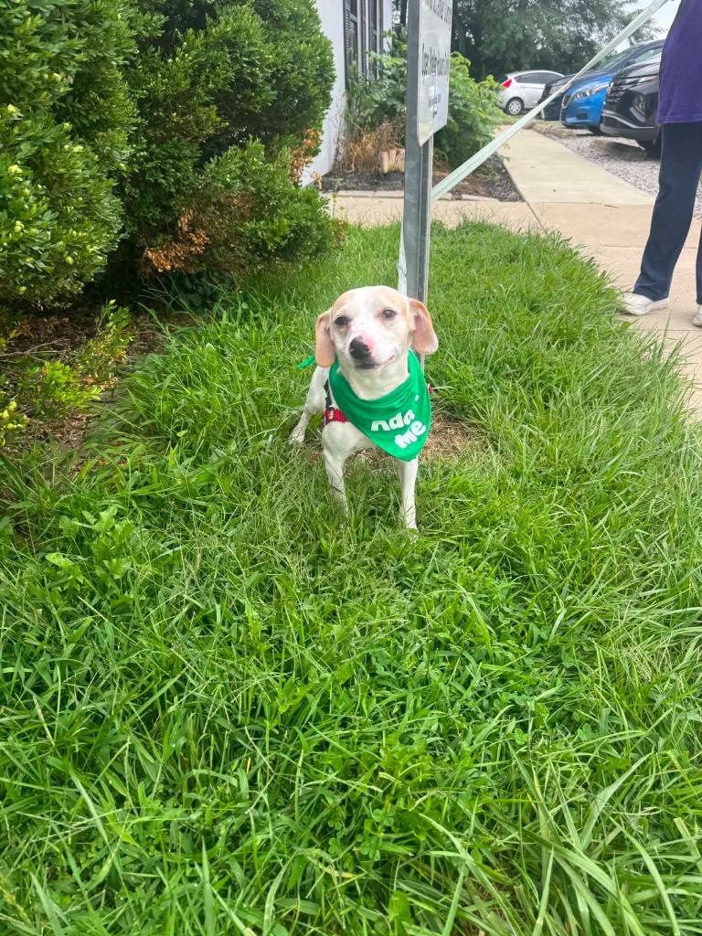 Tucker, Adoptable, Young Male Jack Russell Terrier & Beagle.