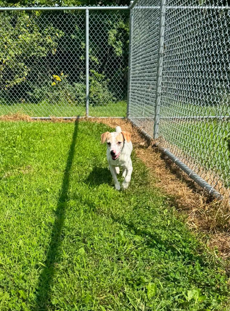 Enlarge Tucker, a Adoptable mixed breed in Marion, OH image 2/2