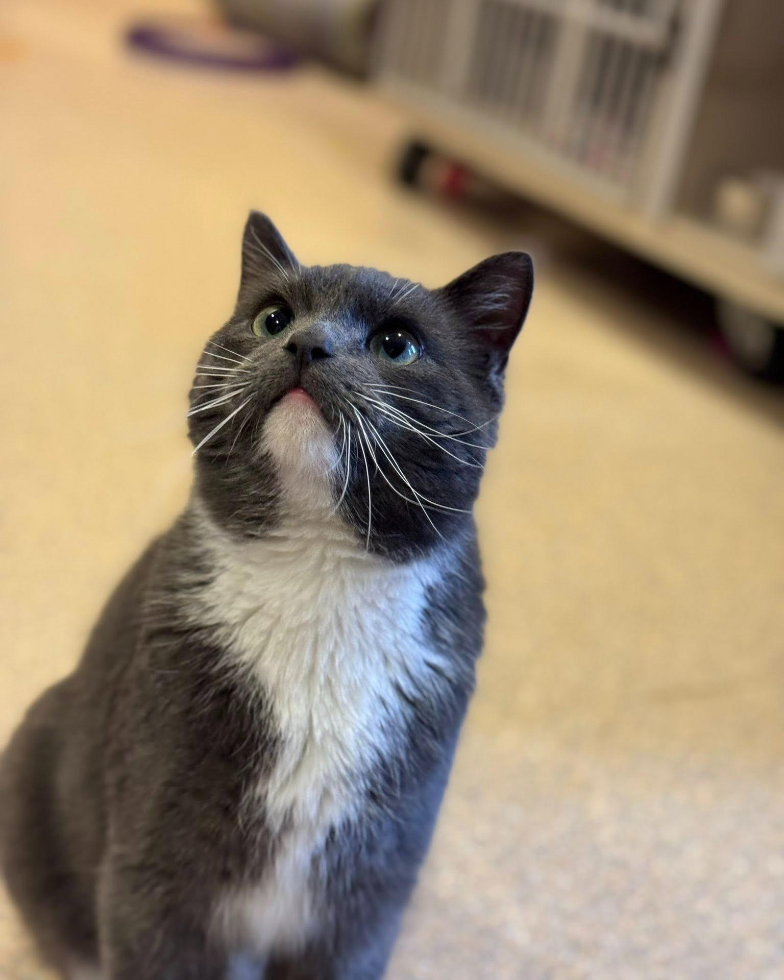 Sardine, a ADOPTABLE mixed breed in Fremont, MI image 1/3