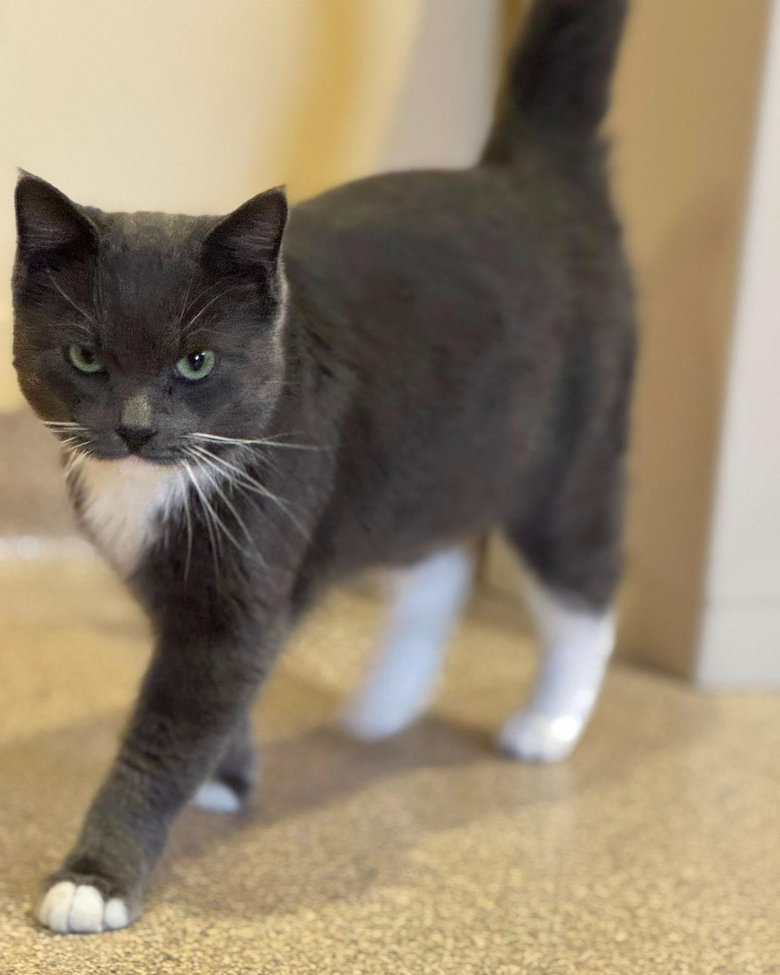 Sardine, a ADOPTABLE mixed breed in Fremont, MI image 2/3