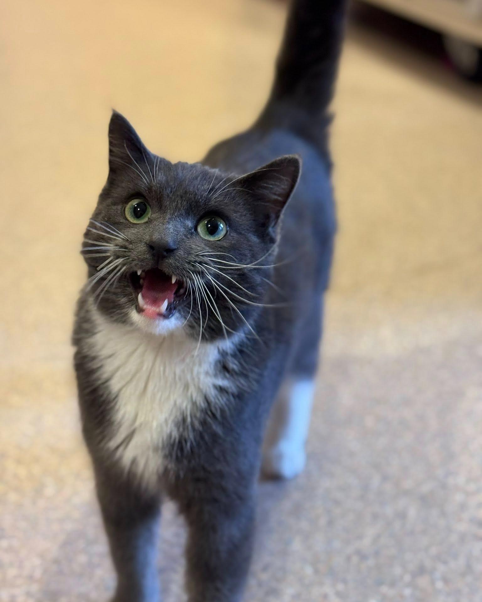 Sardine, a ADOPTABLE mixed breed in Fremont, MI image 3/3