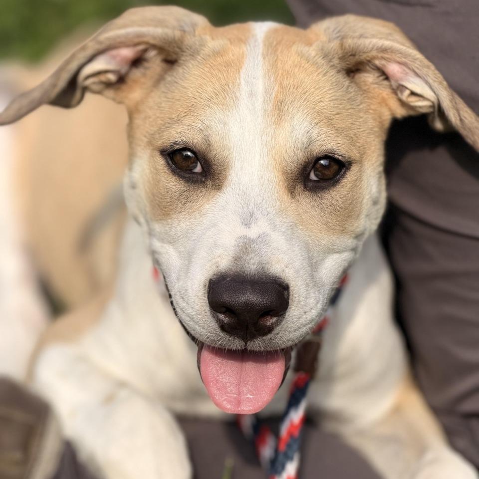 Rio, Adoptable, Puppy Male Shepherd & Labrador Retriever.
