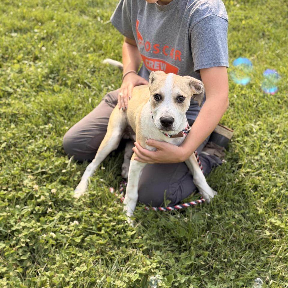 Rio, a Adoptable mixed breed in Sparta, NJ image 2/3