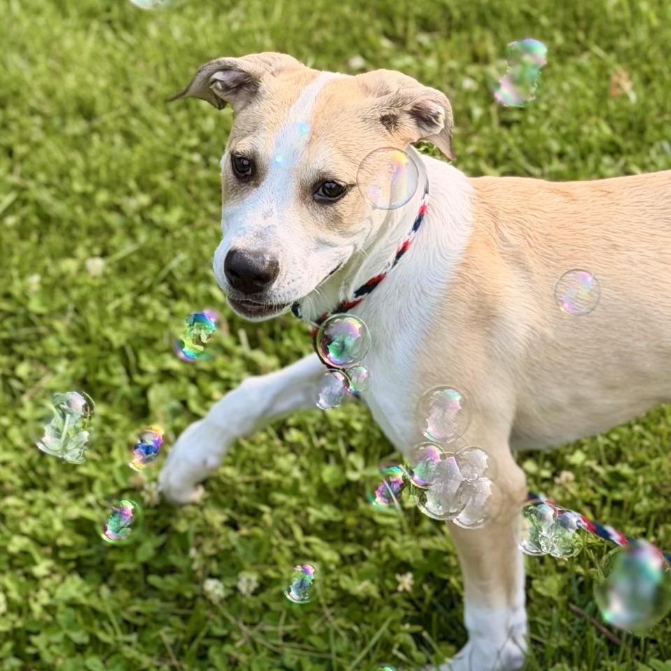 Rio, a Adoptable mixed breed in Sparta, NJ image 3/3