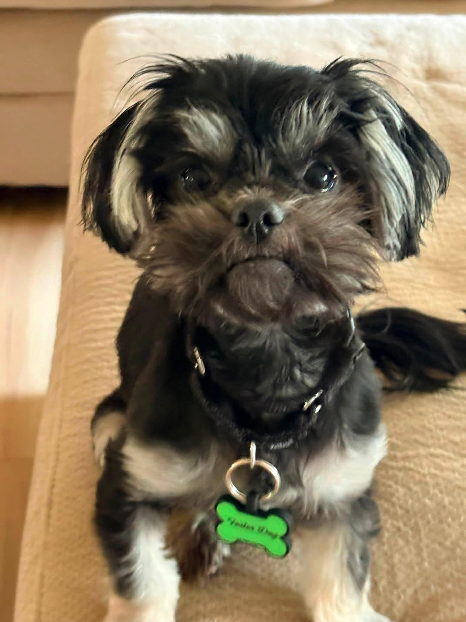 Elvie, Adoptable, Young Female Shih Tzu.