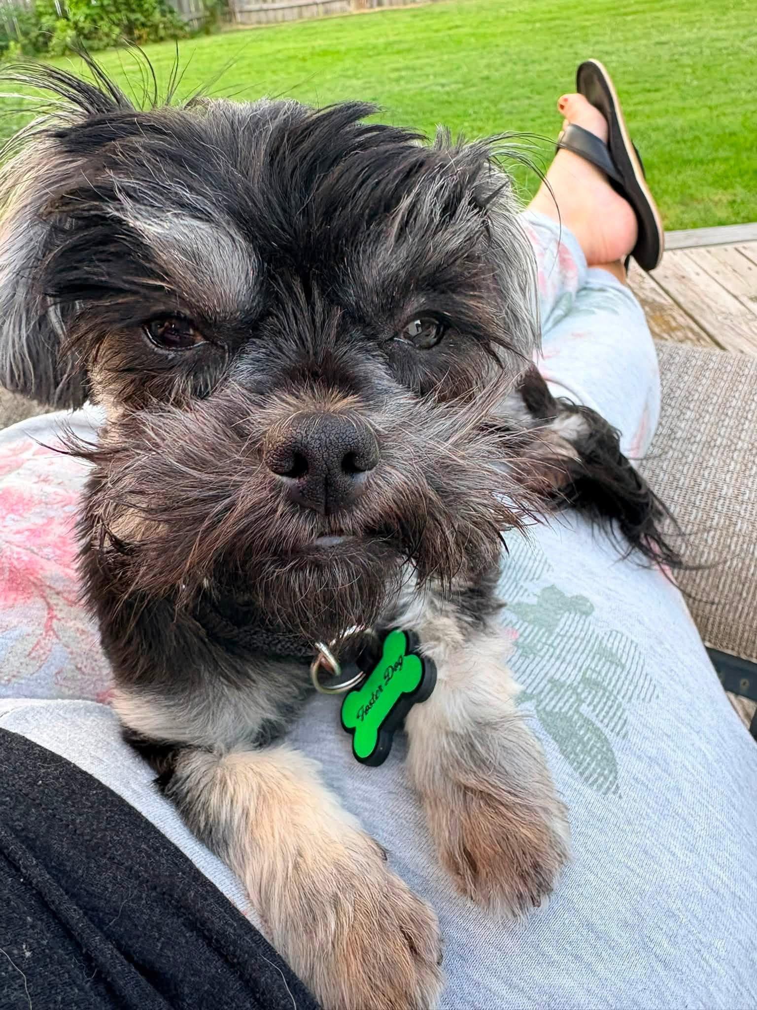 Elvie, a Adoptable Shih Tzu in New London, WI image 2/3