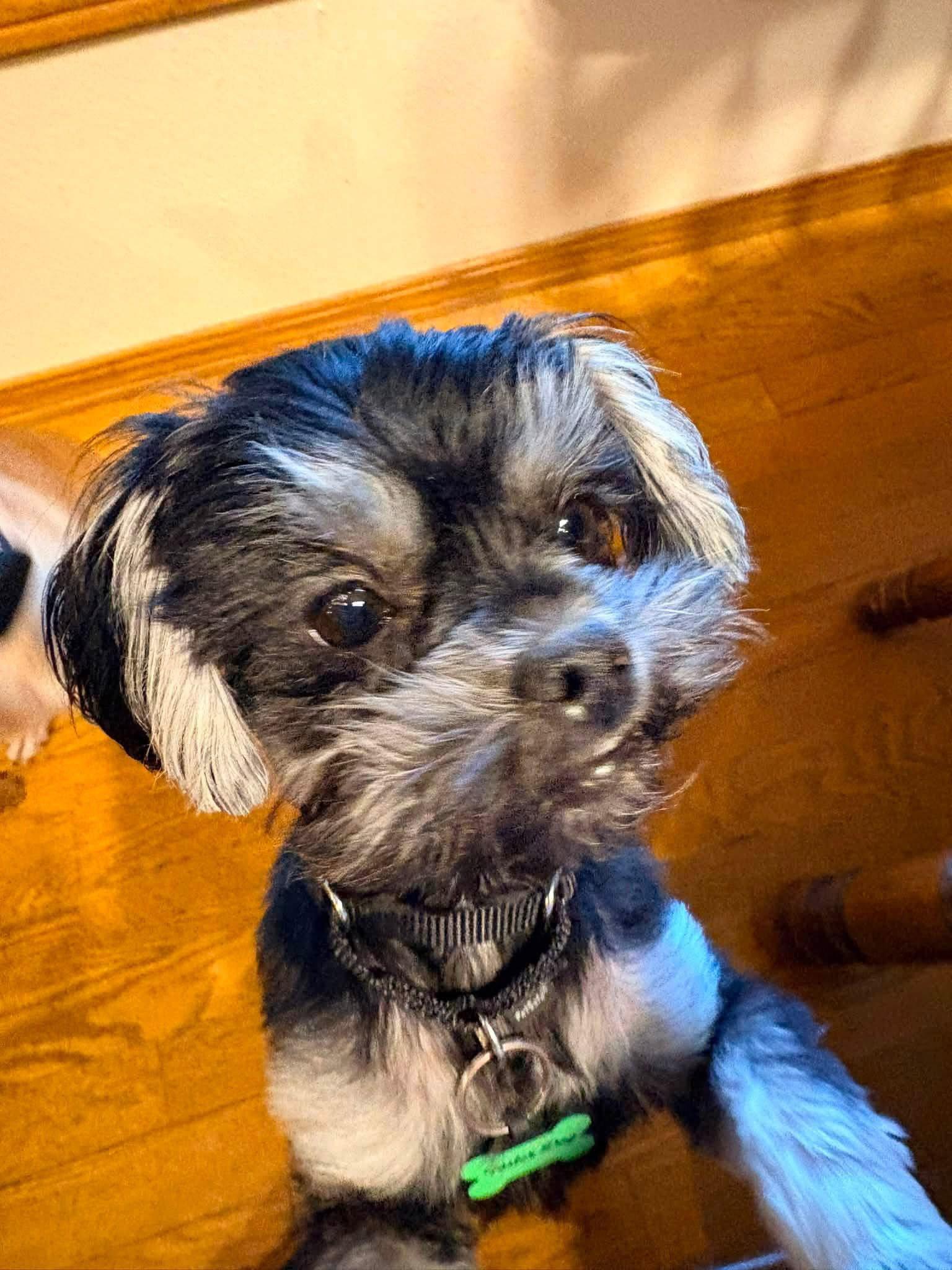 Elvie, a Adoptable Shih Tzu in New London, WI image 3/3