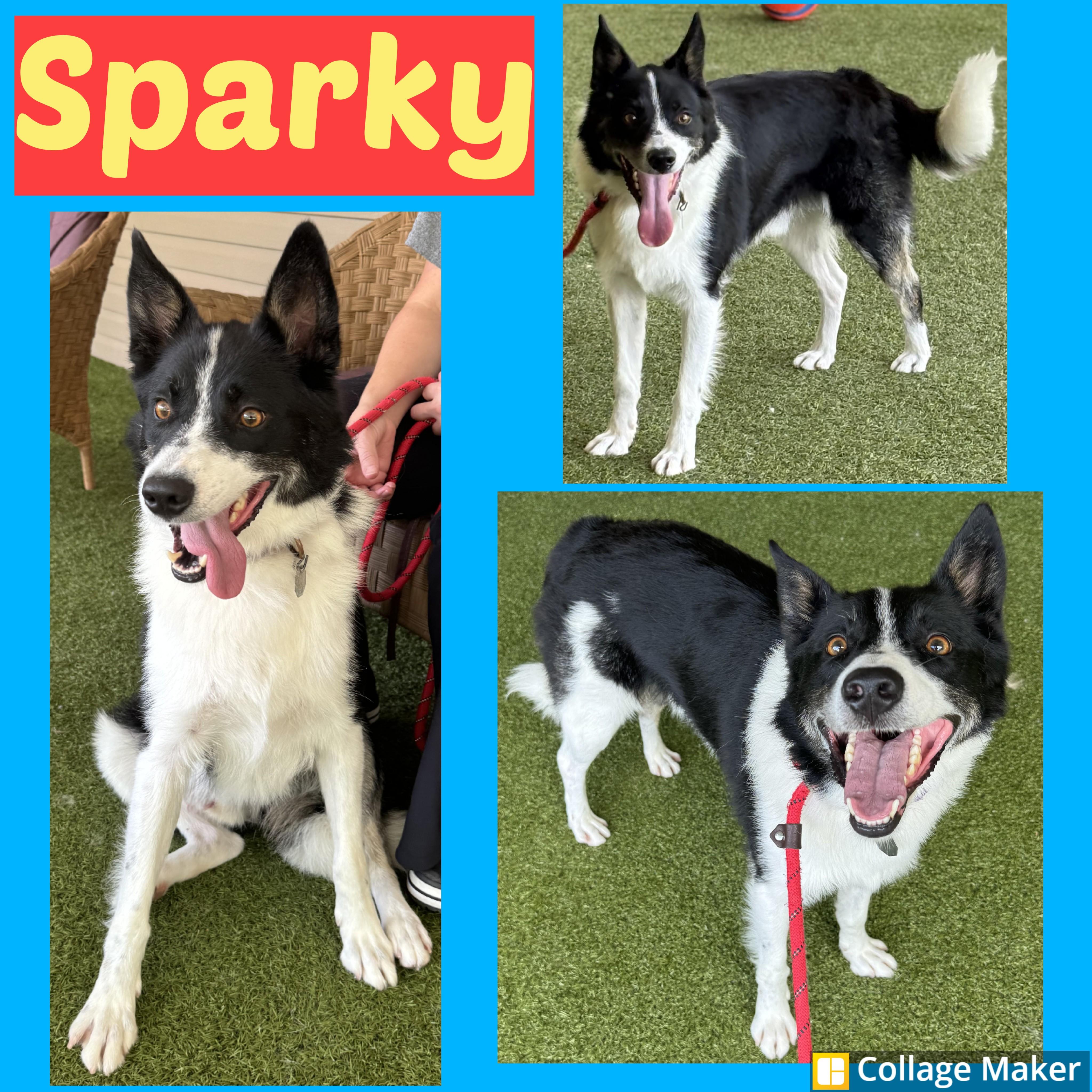 Sparky