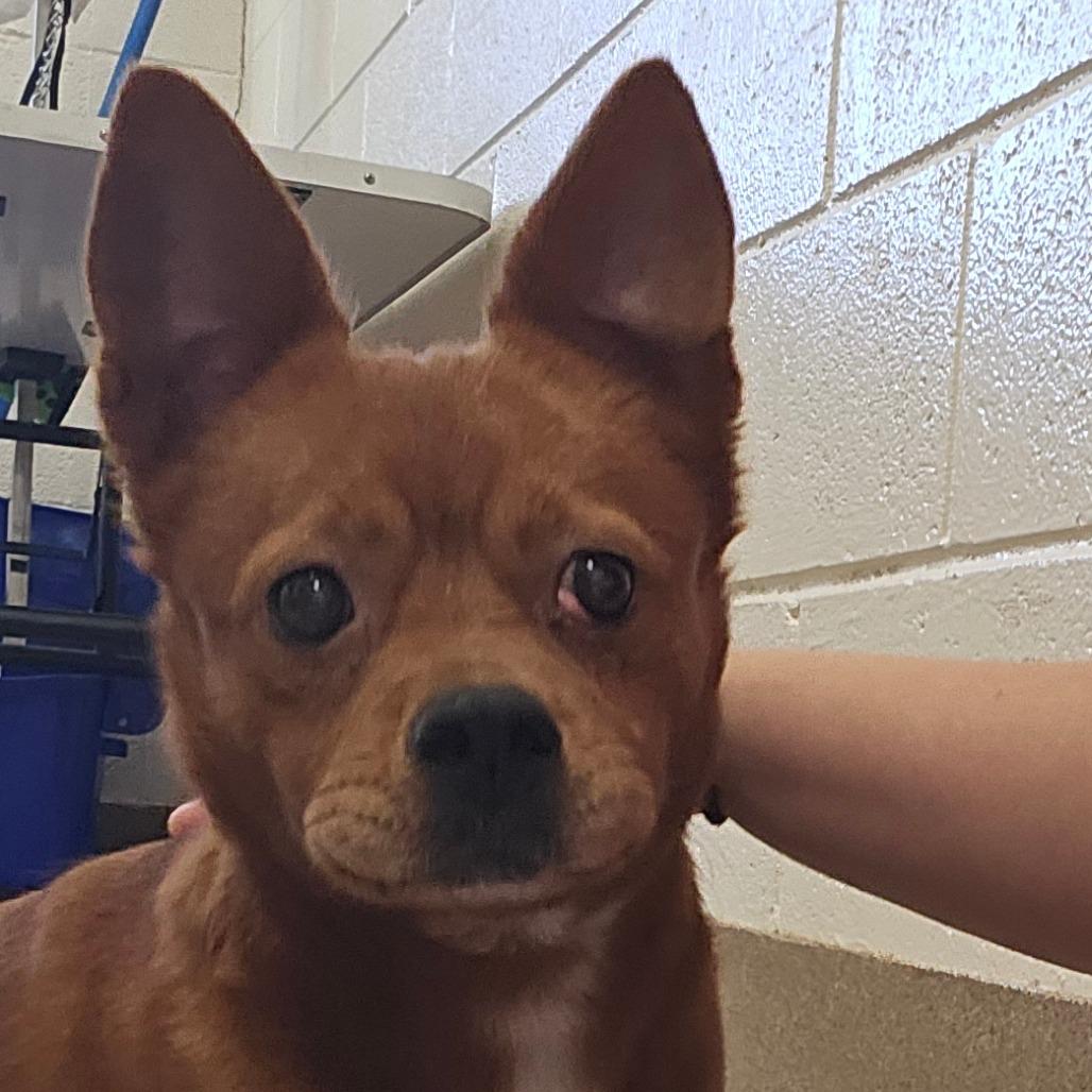 Gwen, Adoptable, Young Female Mixed Breed.