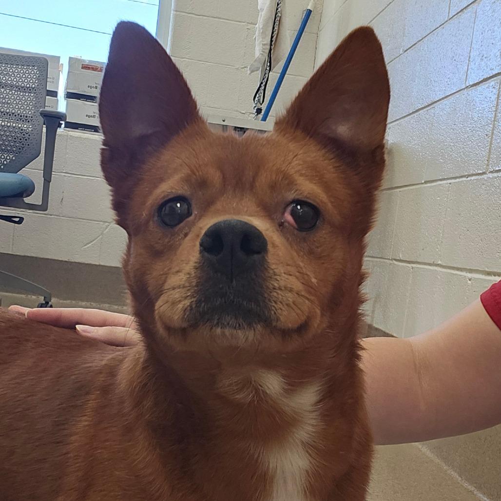 Gwen, a Adoptable mixed breed in Concord, NC image 2/2