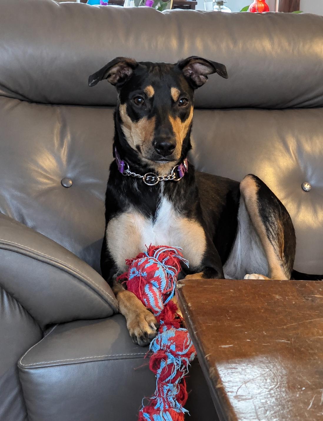 Julien, a Adoptable Black Mouth Cur in Orillia, ON image 1/2