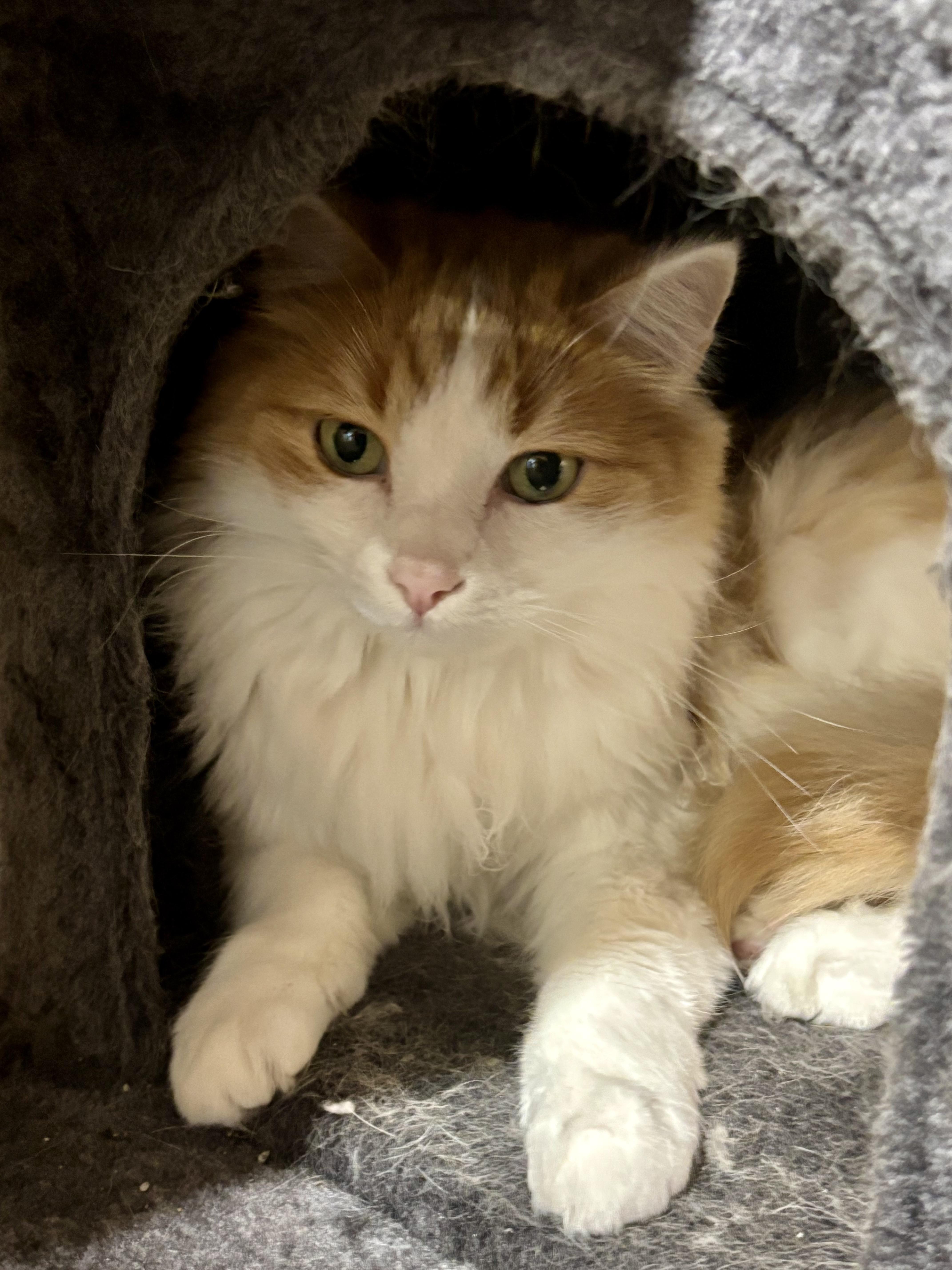 Enlarge Ginger, a ADOPTABLE Domestic Long Hair in Shenandoah, IA image 3/3