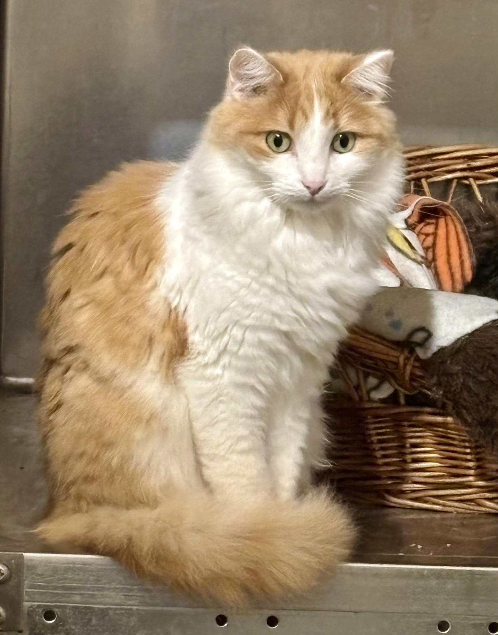 Enlarge Ginger, a ADOPTABLE Domestic Long Hair in Shenandoah, IA image 1/3