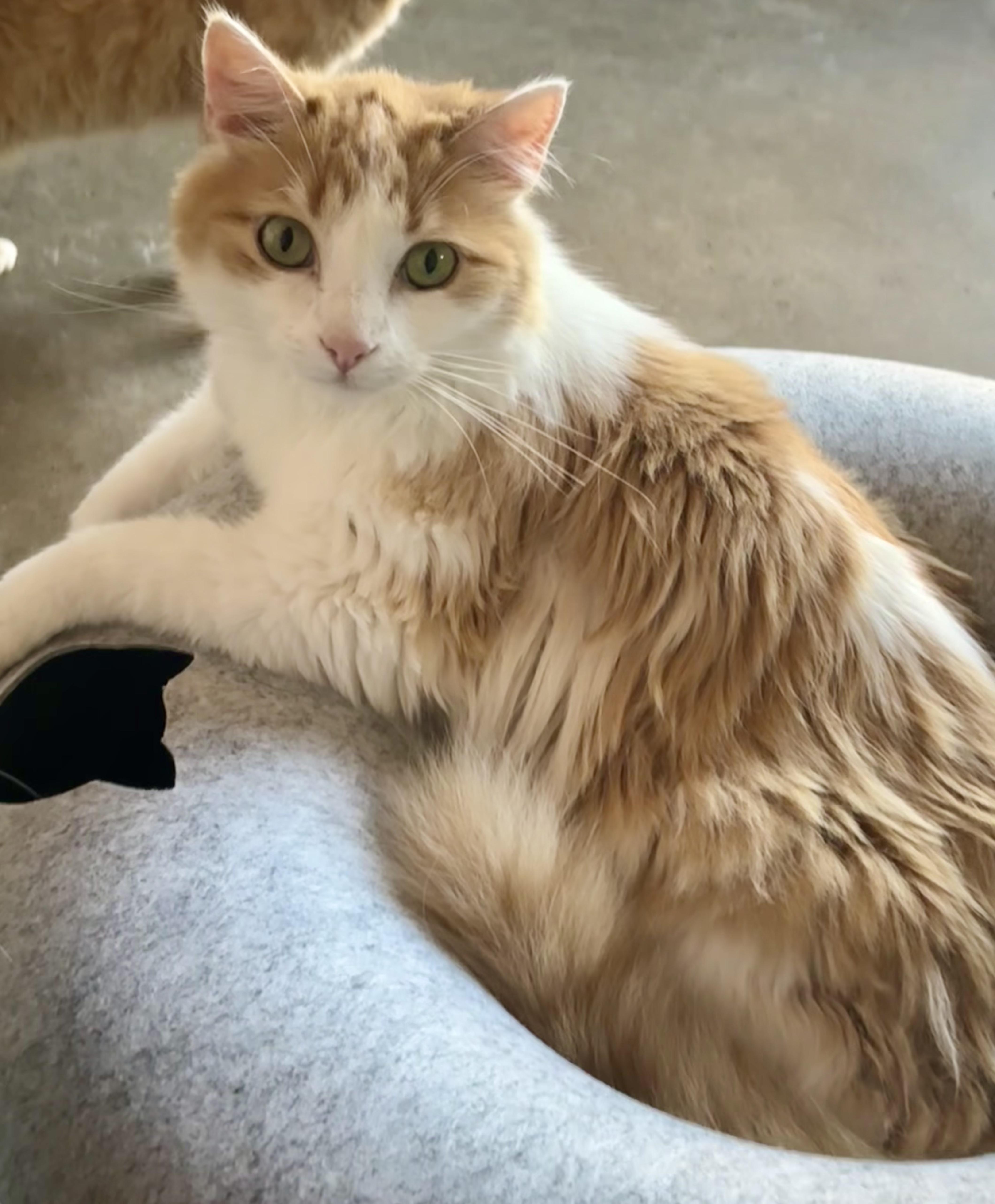 Enlarge Ginger, a ADOPTABLE Domestic Long Hair in Shenandoah, IA image 2/3
