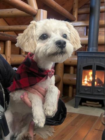 Harvey, ADOPTABLE, Puppy Male Miniature Poodle.