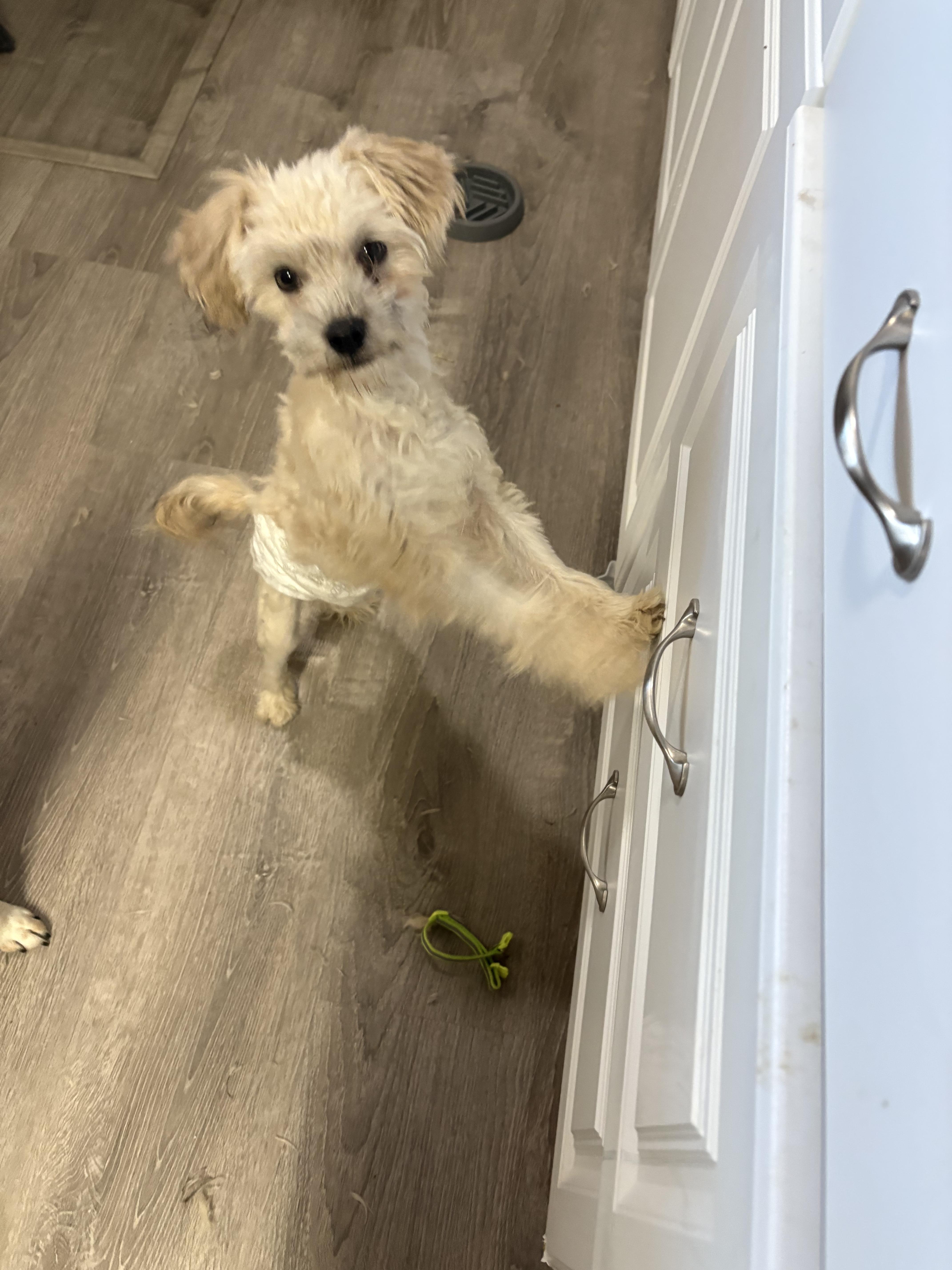 Harvey, a ADOPTABLE mixed breed in Fort Collins, CO image 4/6