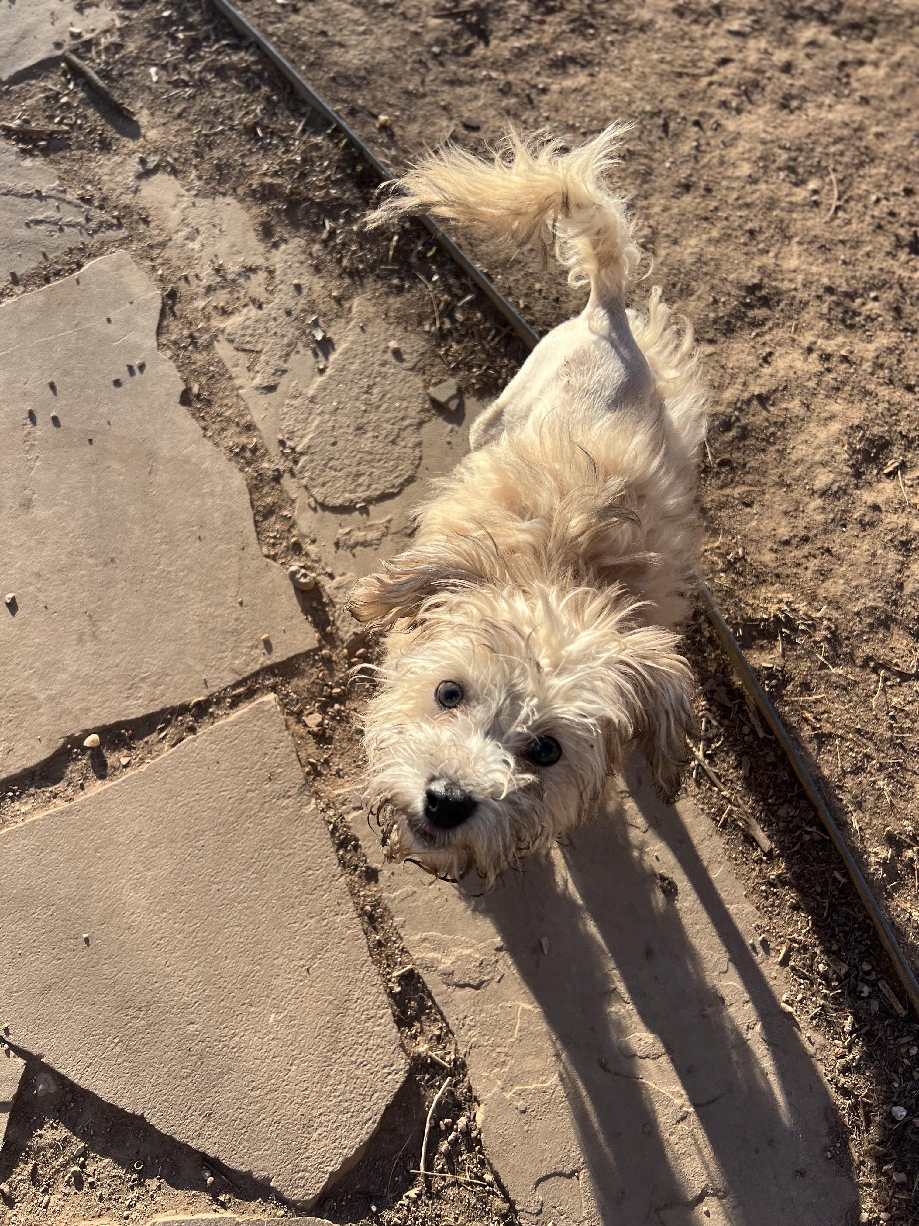 Harvey, a ADOPTABLE mixed breed in Fort Collins, CO image 3/6