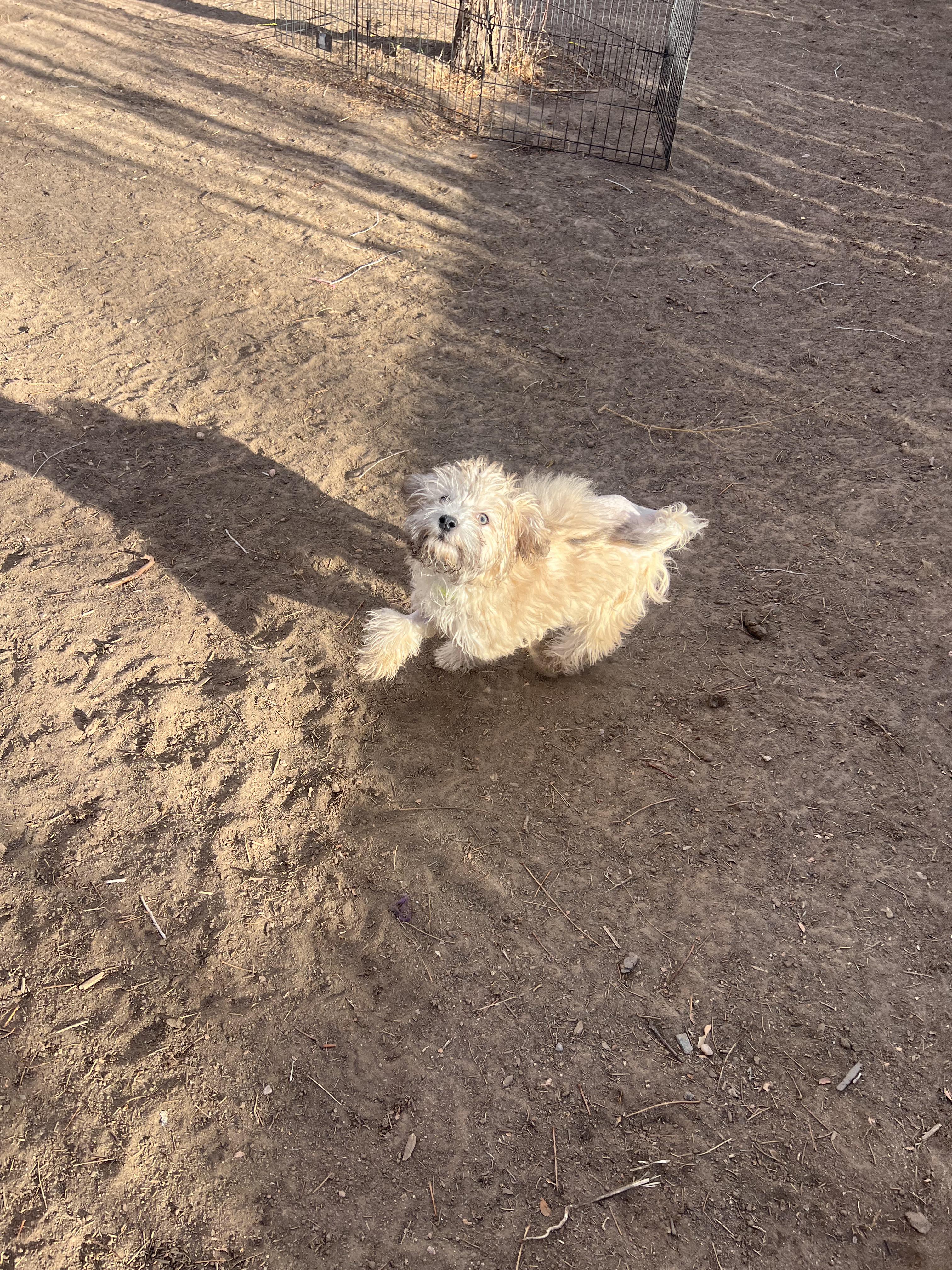 Harvey, a ADOPTABLE mixed breed in Fort Collins, CO image 2/6
