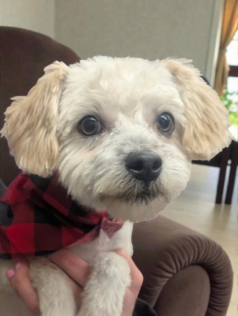 Harvey, a ADOPTABLE mixed breed in Fort Collins, CO image 6/6