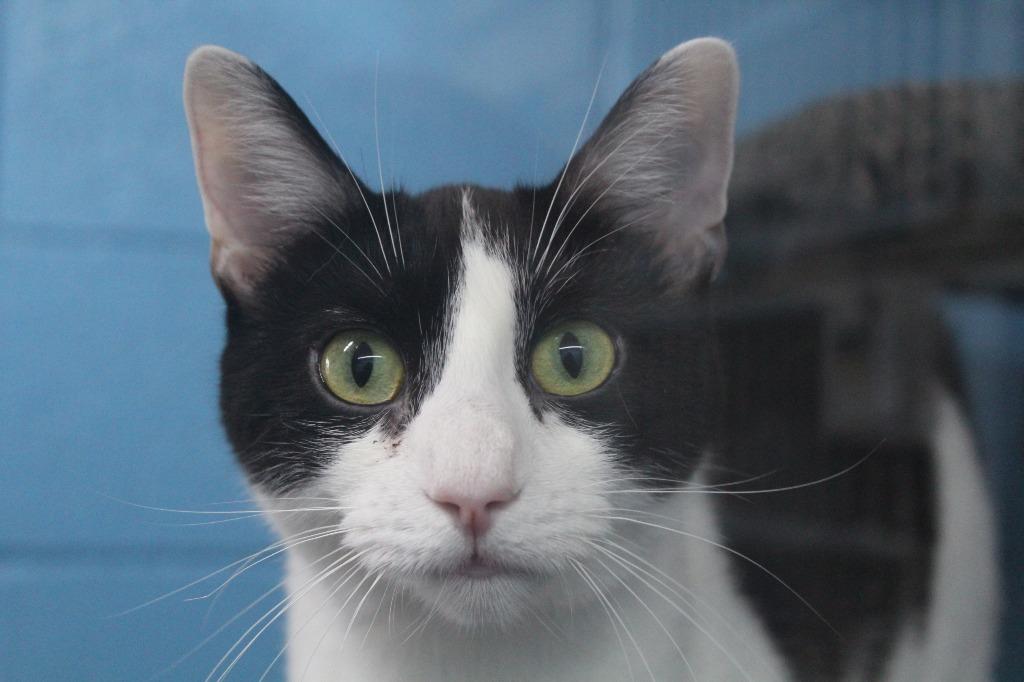 Enlarge Wilma, a Adoptable mixed breed in Greencastle, IN image 1/5