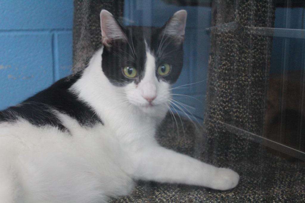 Enlarge Wilma, a Adoptable mixed breed in Greencastle, IN image 2/5