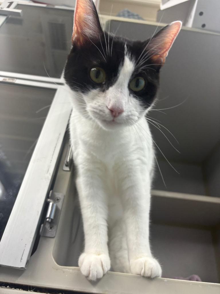 Wilma, Adoptable, Young Female Domestic Short Hair.