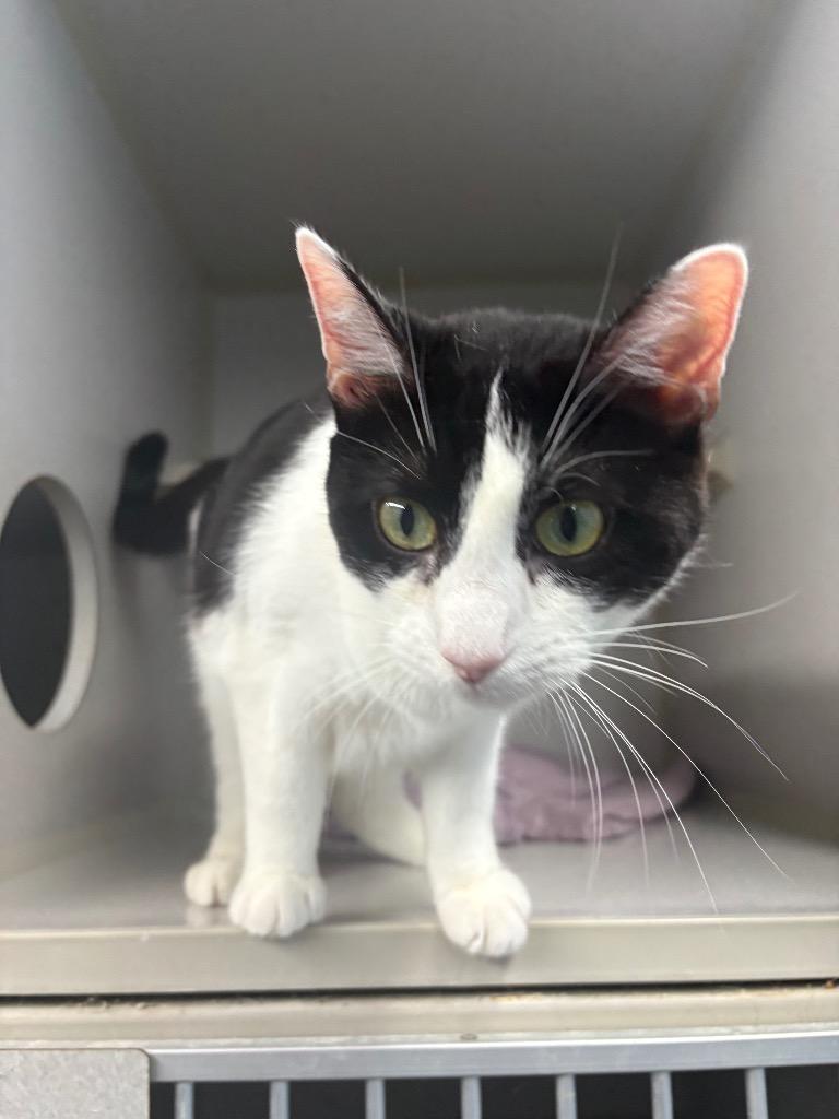 Enlarge Wilma, a Adoptable mixed breed in Greencastle, IN image 4/5