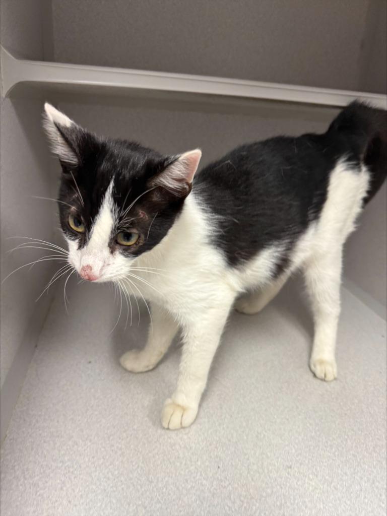 Enlarge Wilma, a Adoptable mixed breed in Greencastle, IN image 5/5