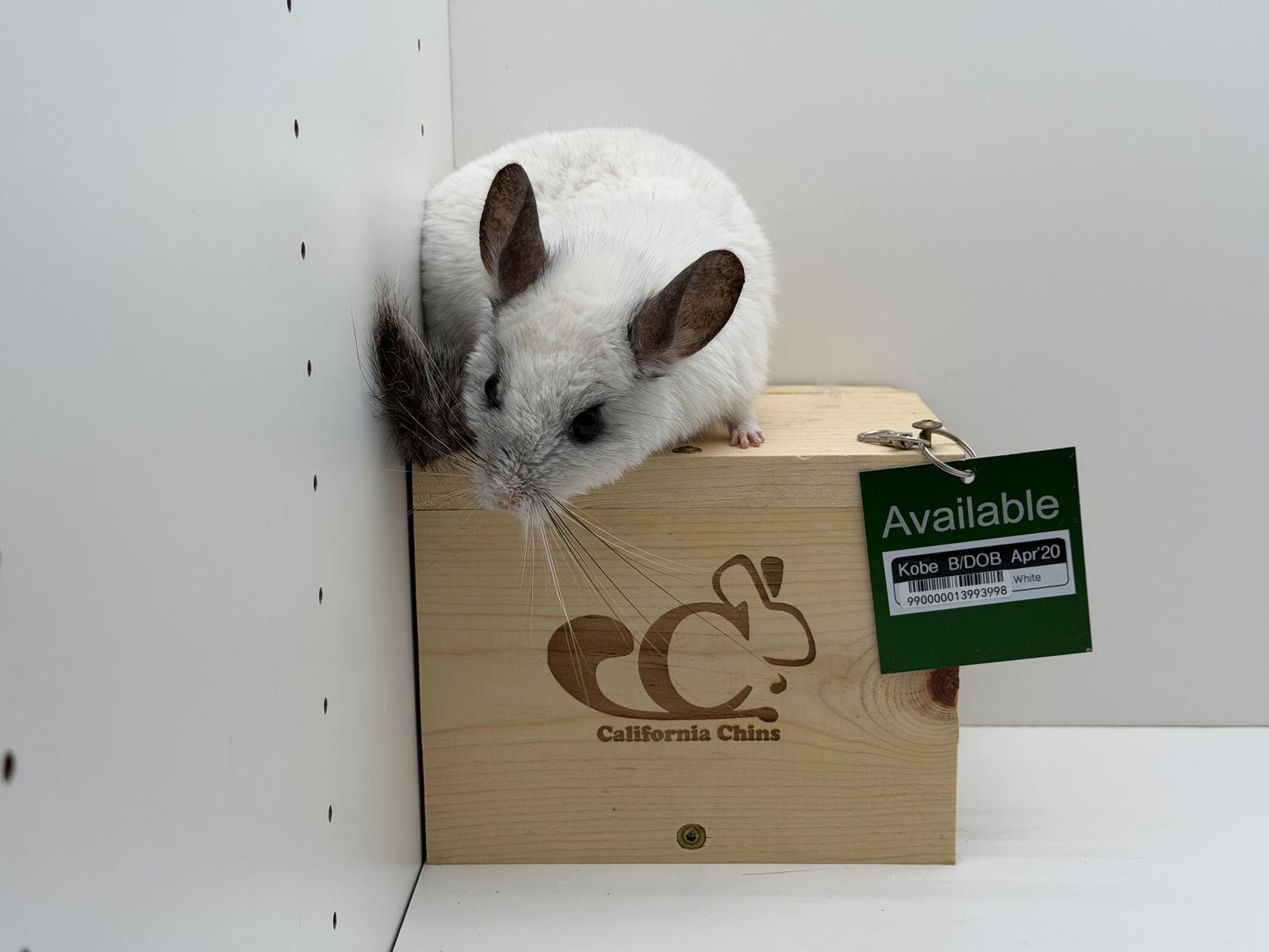 Enlarge Kobe, a Adoptable Chinchilla in Sunnyvale, CA image 1/3