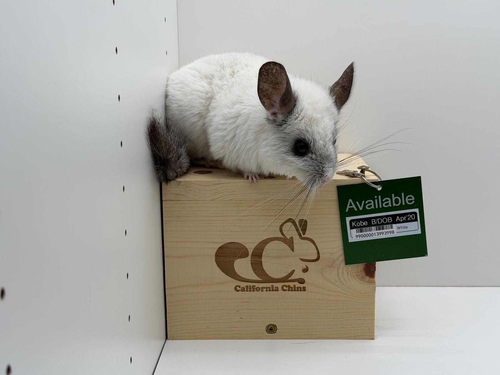 Enlarge Kobe, a Adoptable Chinchilla in Sunnyvale, CA image 2/3