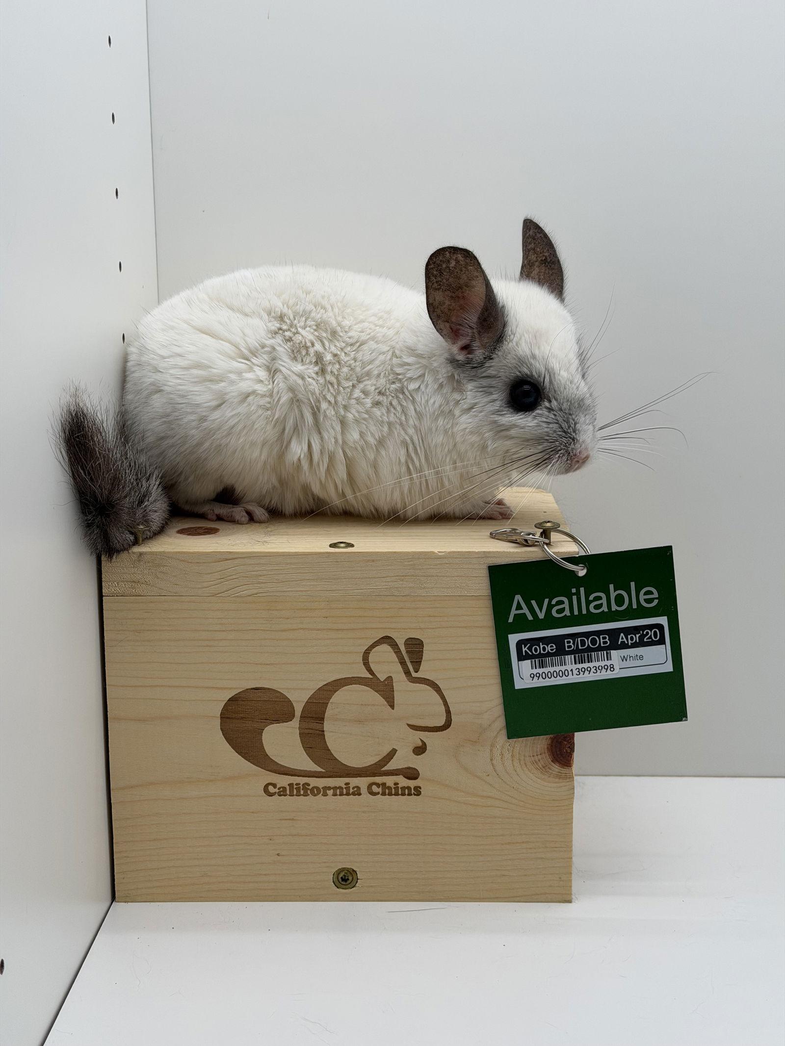 Enlarge Kobe, a Adoptable Chinchilla in Sunnyvale, CA image 3/3