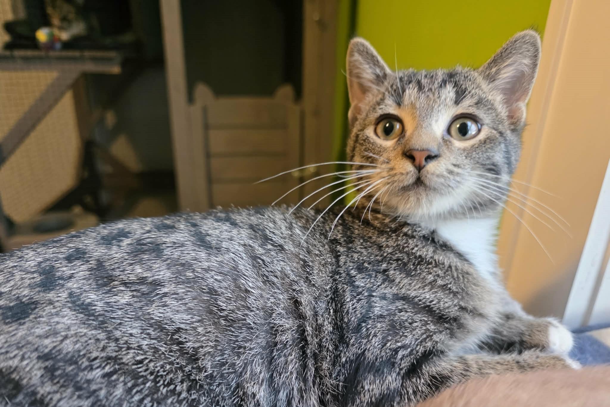 Pepper Jack, a ADOPTABLE Domestic Short Hair in Elizabeth, IL image 2/4