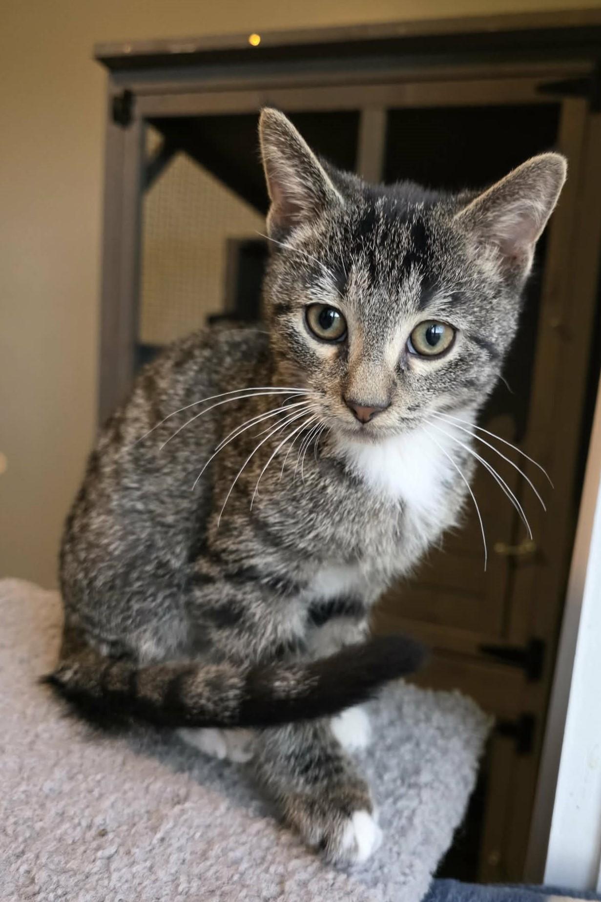Pepper Jack, a ADOPTABLE Domestic Short Hair in Elizabeth, IL image 1/4
