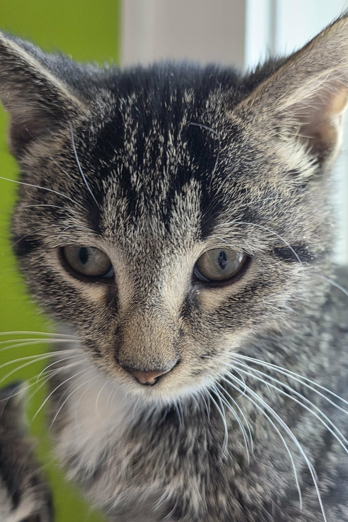 Pepper Jack, a ADOPTABLE Domestic Short Hair in Elizabeth, IL image 3/4