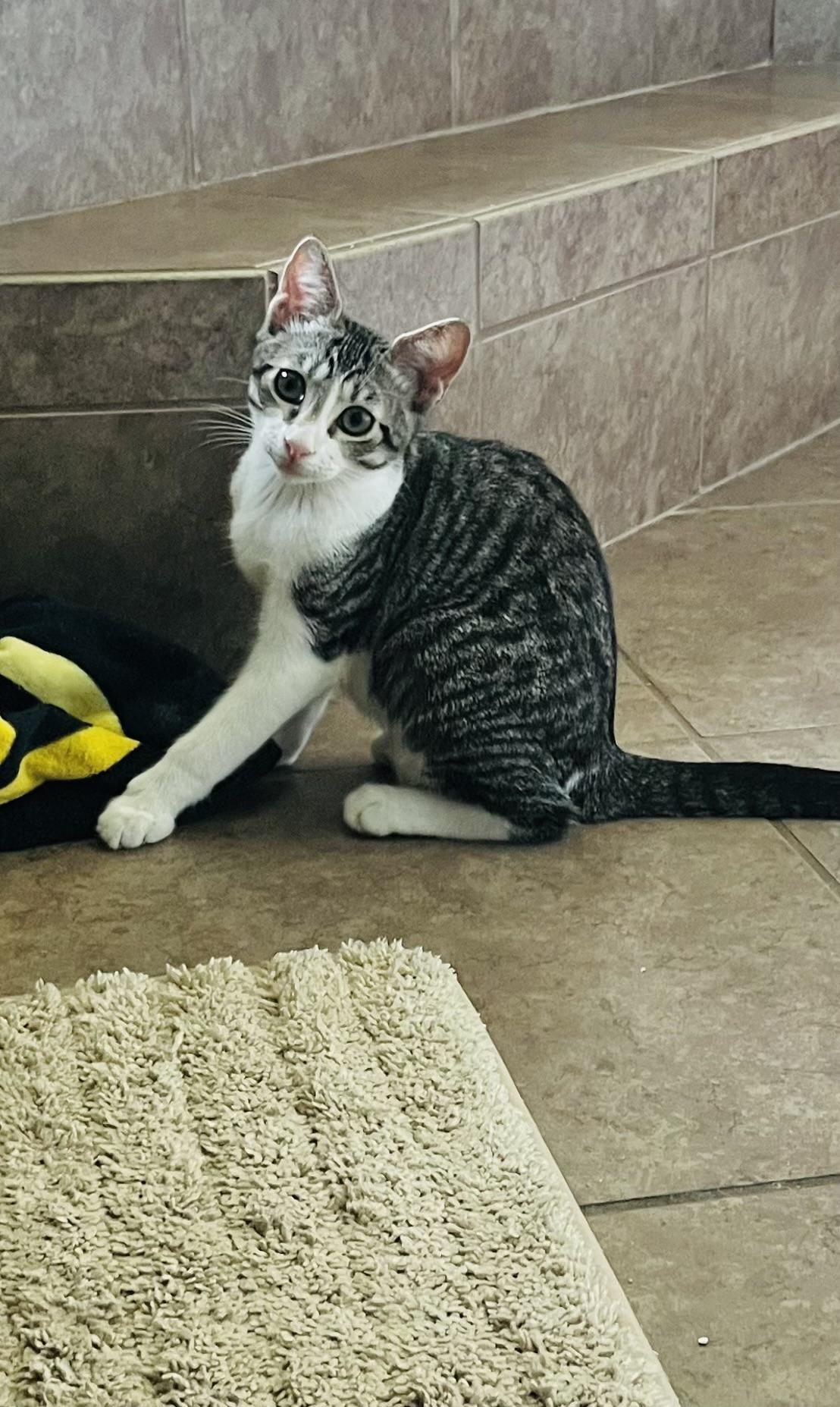 Enlarge Caspian, a Adopted Domestic Short Hair in Orlando, FL image 2/5