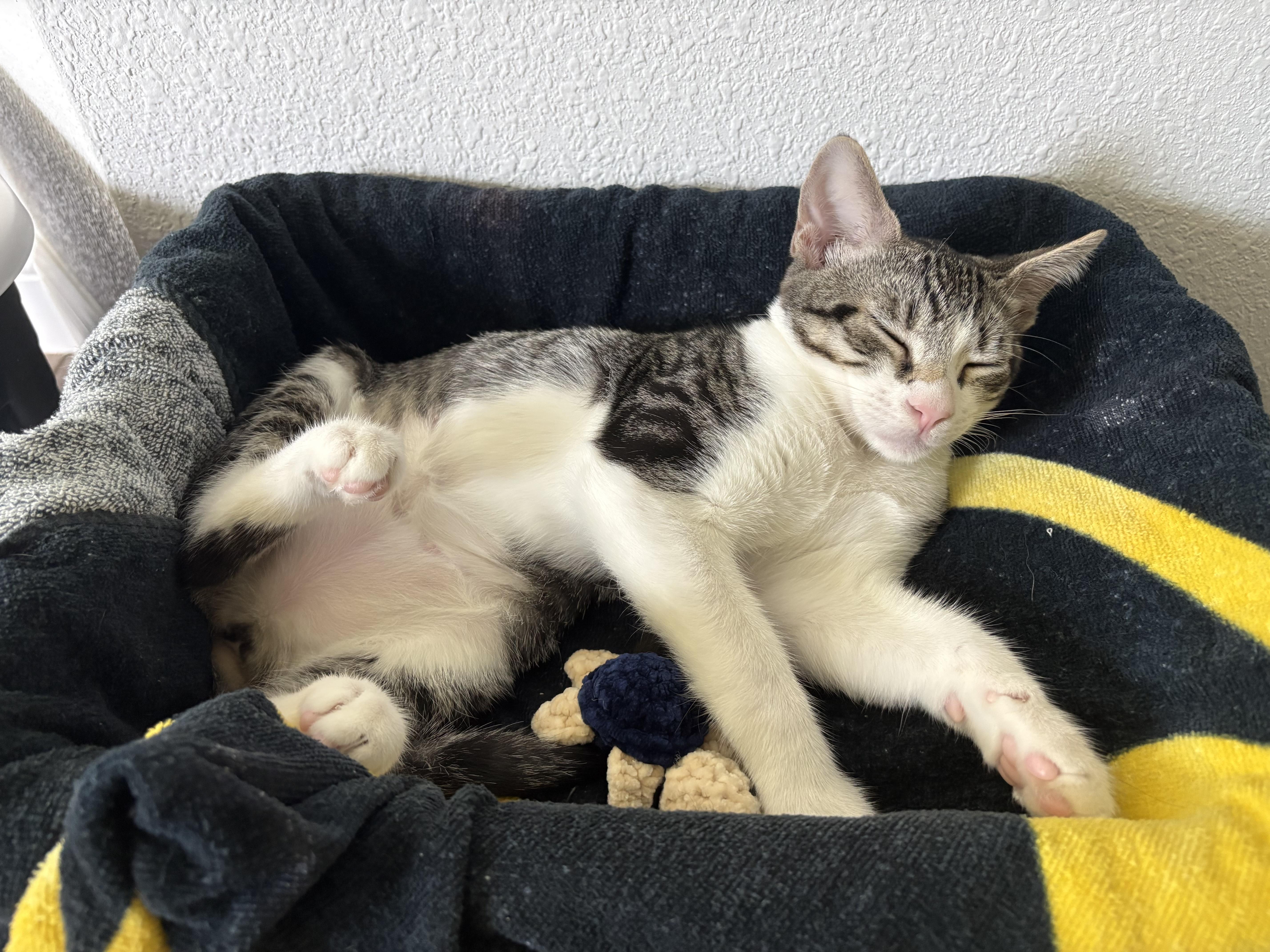 Enlarge Caspian, a Adopted Domestic Short Hair in Orlando, FL image 3/5