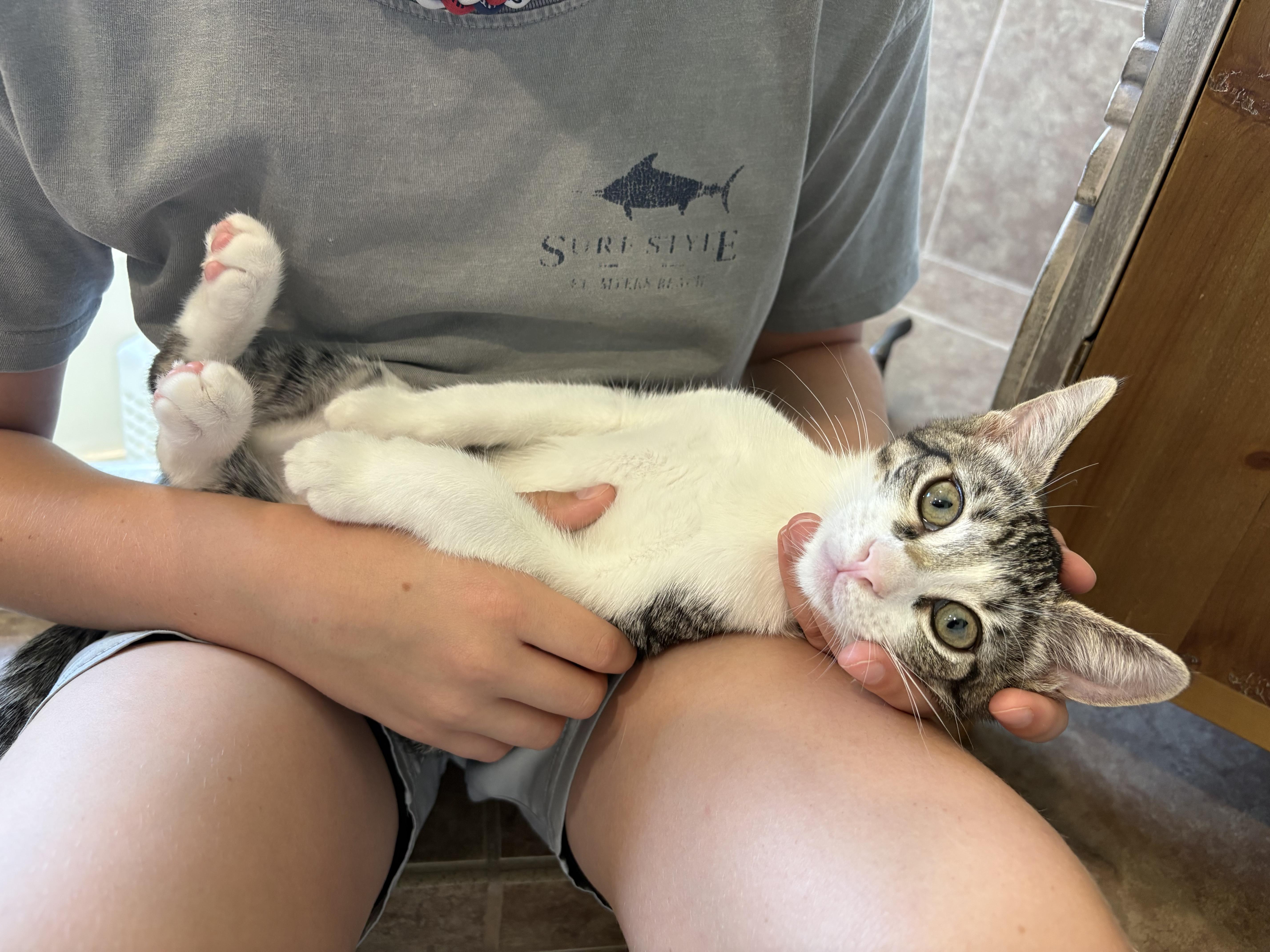 Enlarge Caspian, a Adopted Domestic Short Hair in Orlando, FL image 5/5
