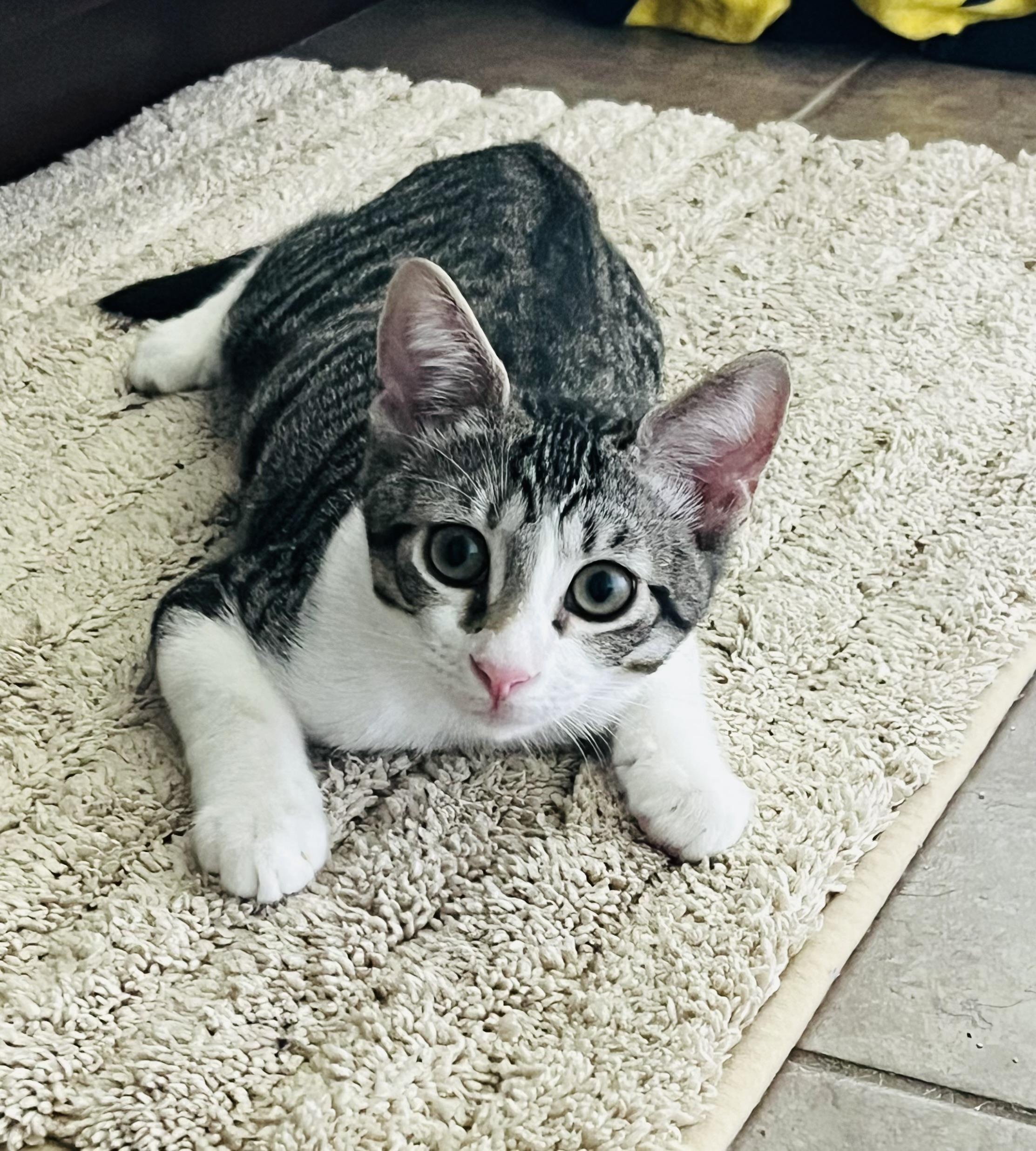 Caspian, Adopted, Kitten Female Domestic Short Hair.